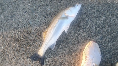 水面爆発！！トップシーバス炸裂！！